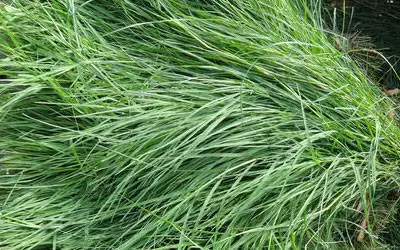 Durva Patram-Durva Patri In Ganesh Chaturthi