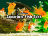 Fish Aquarium-Tank