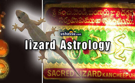 Lizard-Chipkali-Balli