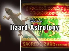 Lizard-Chipkali-Balli