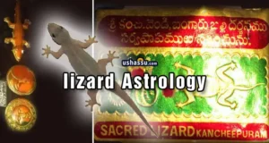 Lizard-Chipkali-Balli