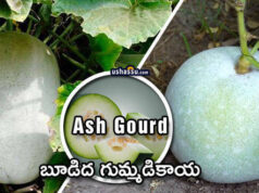 ash gourd-boodida gummadikaya