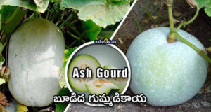 ash gourd-boodida gummadikaya