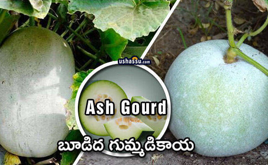 ash gourd-boodida gummadikaya