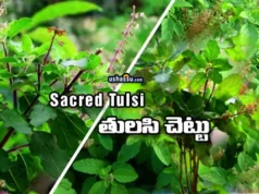 tulsi plant