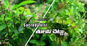 tulsi plant