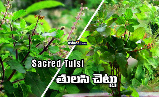 tulsi - Basil plant